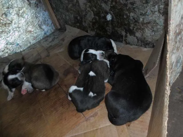 Cachorro raça Vira-Lata muito fofo idade Abaixo de 2 meses nome Sem nome ainda