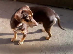 Cachorro raça SRD idade 7 a 11 meses nome Bob