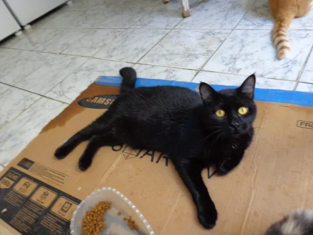 Gato ra a SRD idade 7 a 11 meses nome Kin