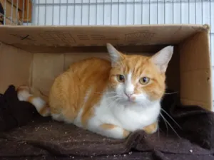 Gato raça srd idade 1 ano nome Ted