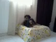 Apollo e Thor