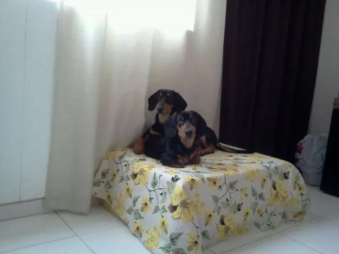 Cachorro ra a Daschund idade 7 a 11 meses nome Apollo e Thor
