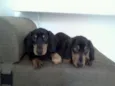 Apollo e Thor