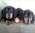Apollo e Thor