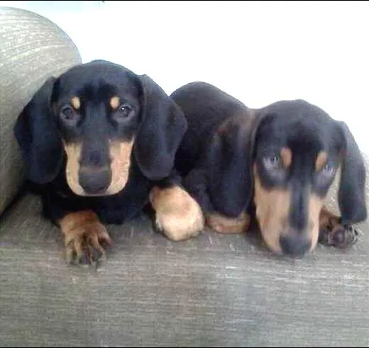 Cachorro ra a Daschund idade 7 a 11 meses nome Apollo e Thor