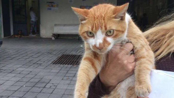 Gato ra a SRD idade 7 a 11 meses nome Angel