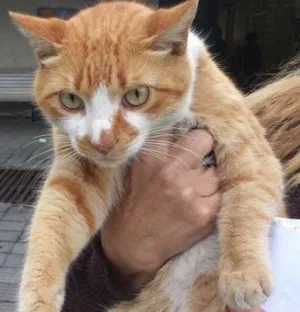 Gato raça SRD idade 7 a 11 meses nome Angel