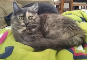 Gato raça SRD idade 2 a 6 meses nome Margot