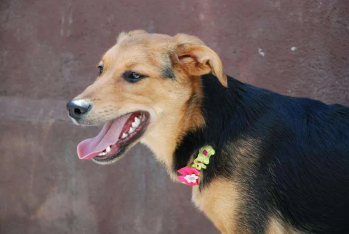 Cachorro ra a SRD idade 3 anos nome FRIDA - Uma paixão! 