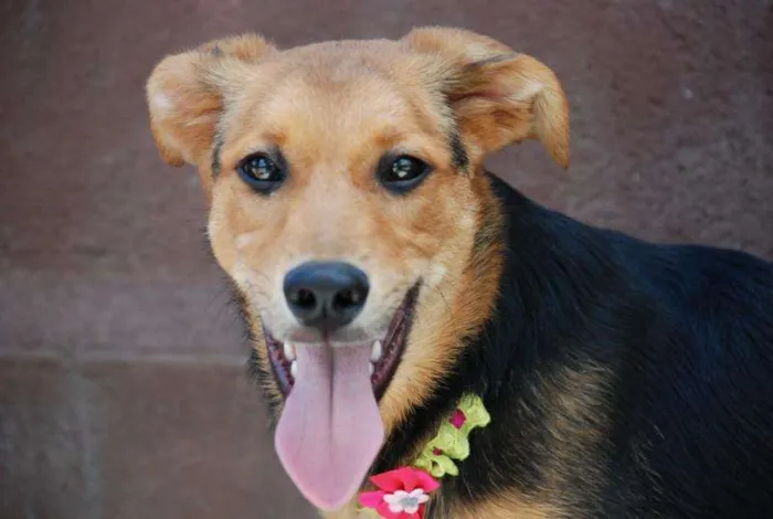 Cachorro ra a SRD idade 3 anos nome FRIDA - Uma paixão! 