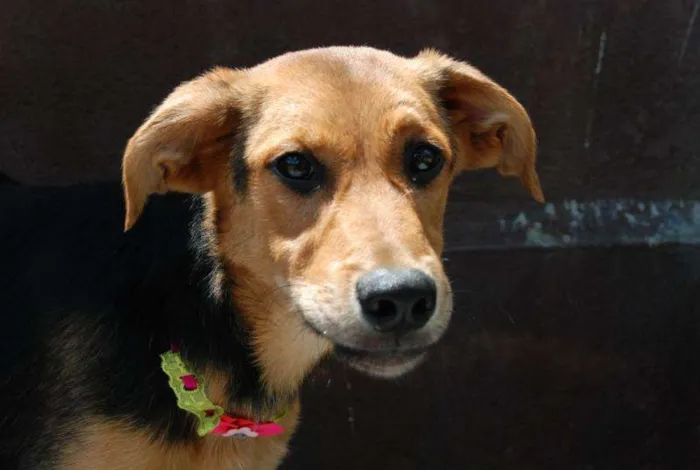 Cachorro ra a SRD idade 3 anos nome FRIDA - Uma paixão! 