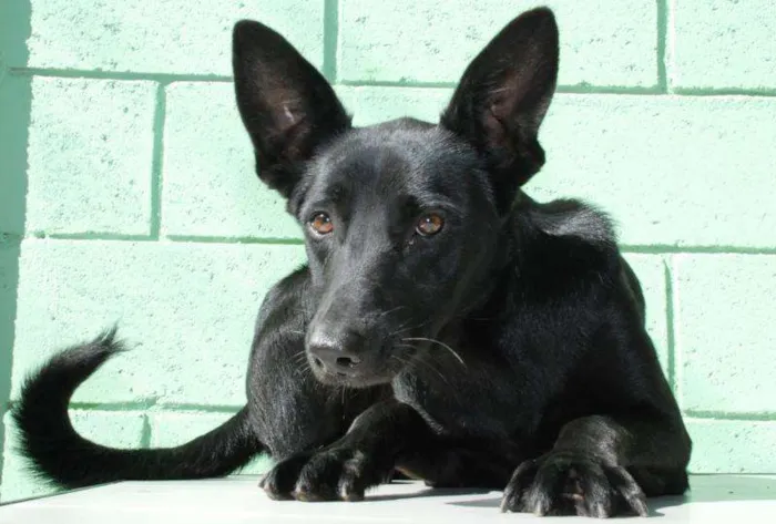 Cachorro ra a SRD idade 2 anos nome ZETTI - Um anjo! 