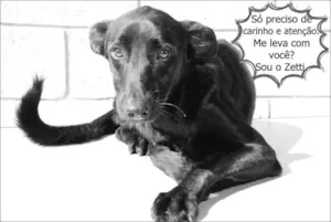Cachorro raça SRD idade 2 anos nome ZETTI - Um anjo! 