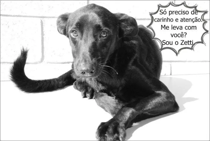 Cachorro ra a SRD idade 2 anos nome ZETTI - Um anjo! 