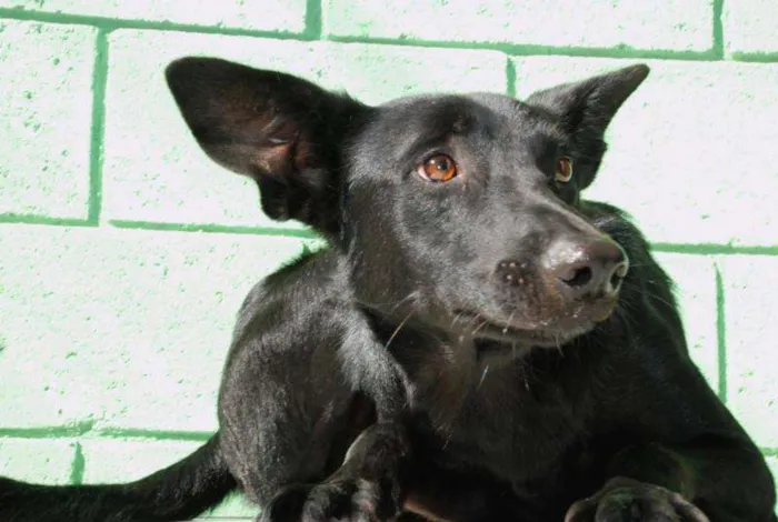 Cachorro ra a SRD idade 2 anos nome ZETTI - Um anjo! 