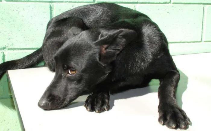 Cachorro ra a SRD idade 2 anos nome ZETTI - Um anjo! 
