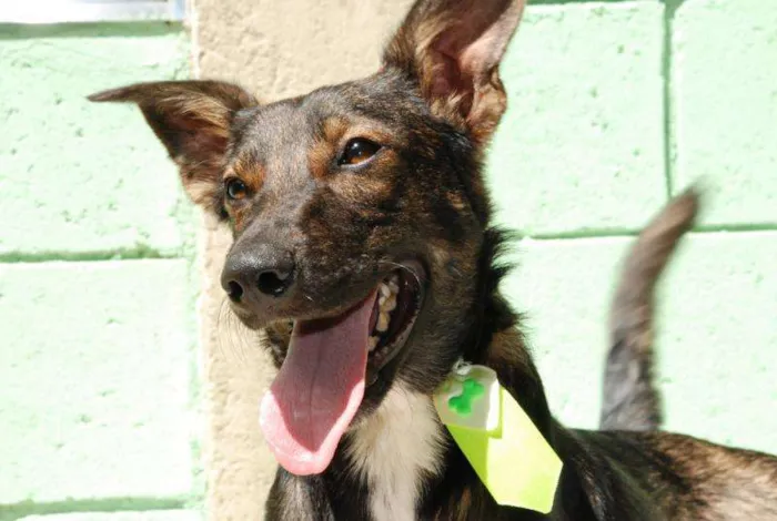 Cachorro ra a SRD idade 4 anos nome JORGINHO - Um fofo!
