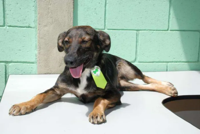Cachorro ra a SRD idade 4 anos nome JORGINHO - Um fofo!