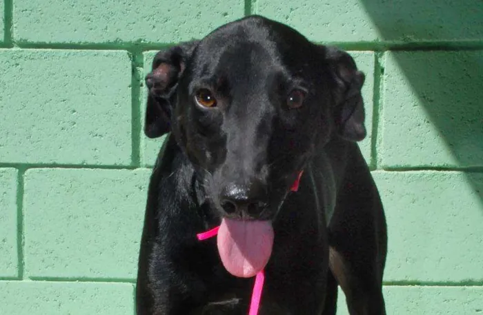 Cachorro ra a SRD idade 3 anos nome FAFÁ - um doce de m