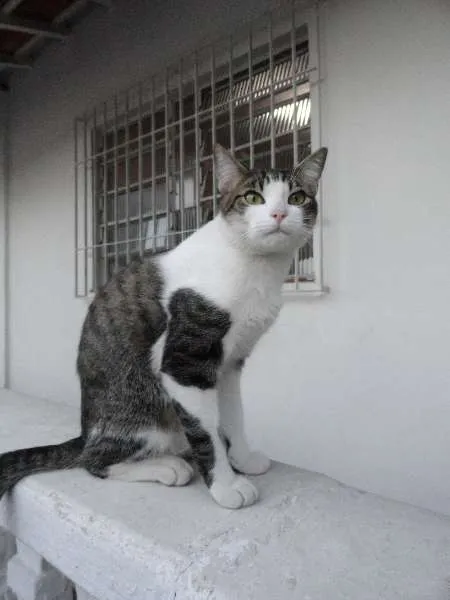 Gato ra a srd idade 1 ano nome Little Chivas