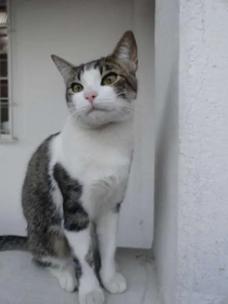 Gato ra a srd idade 1 ano nome Little Chivas