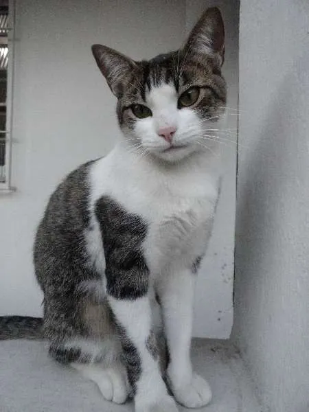Gato ra a srd idade 1 ano nome Little Chivas
