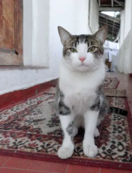 Gato ra a srd idade 1 ano nome Little Chivas