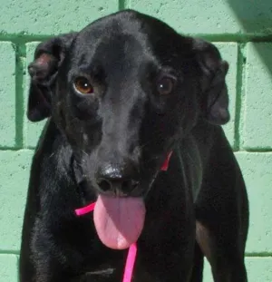 Cachorro raça SRD idade 3 anos nome FAFÁ - um doce de m