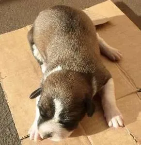 Cachorro raça Vira-Lata muito fofo idade Abaixo de 2 meses nome Sem nome ainda