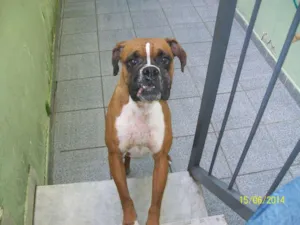 Cachorro raça BOXER idade 3 anos nome NINA