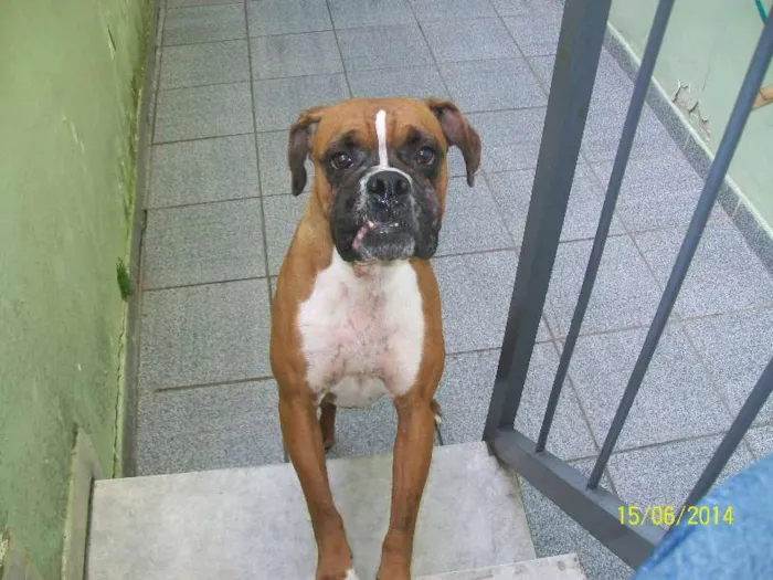 Cachorro ra a BOXER idade 3 anos nome NINA