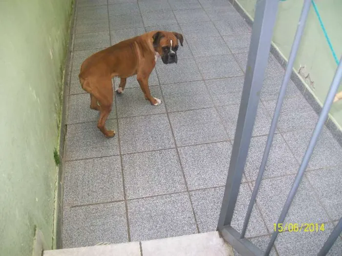 Cachorro ra a BOXER idade 3 anos nome NINA