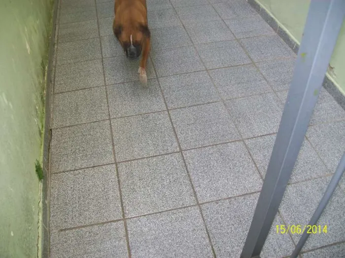 Cachorro ra a BOXER idade 3 anos nome NINA