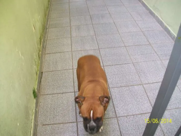 Cachorro ra a BOXER idade 3 anos nome NINA