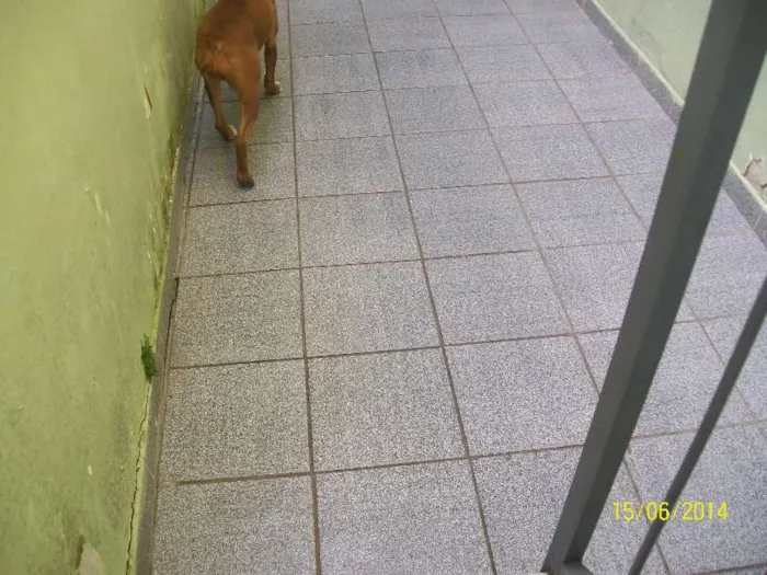 Cachorro ra a BOXER idade 3 anos nome NINA