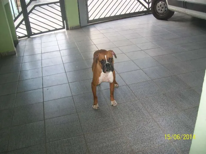 Cachorro ra a BOXER idade 3 anos nome NINA