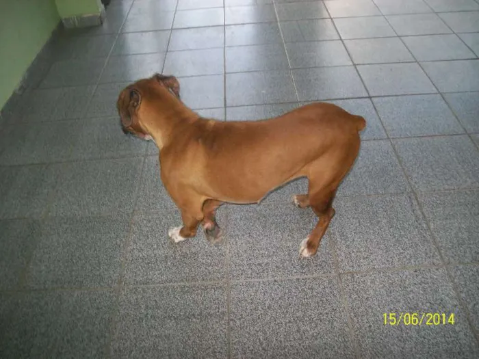 Cachorro ra a BOXER idade 3 anos nome NINA