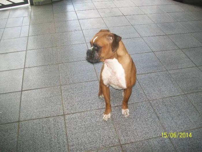 Cachorro ra a BOXER idade 3 anos nome NINA