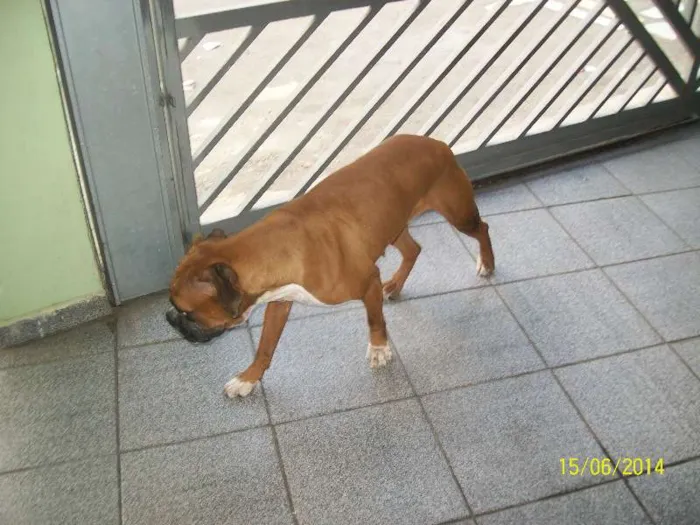 Cachorro ra a BOXER idade 3 anos nome NINA
