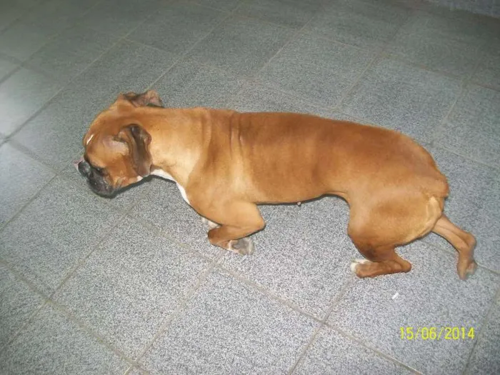 Cachorro ra a BOXER idade 3 anos nome NINA