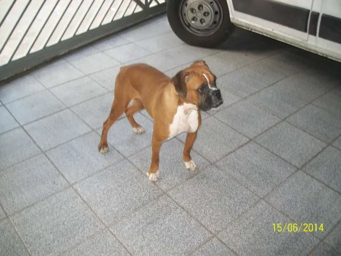 Cachorro ra a BOXER idade 3 anos nome NINA