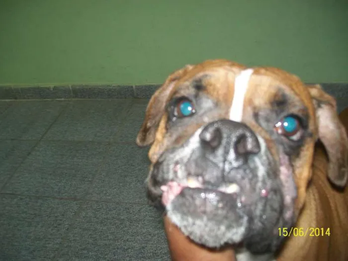 Cachorro ra a BOXER idade 3 anos nome NINA