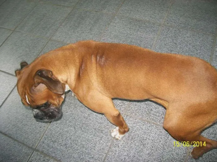Cachorro ra a BOXER idade 3 anos nome NINA