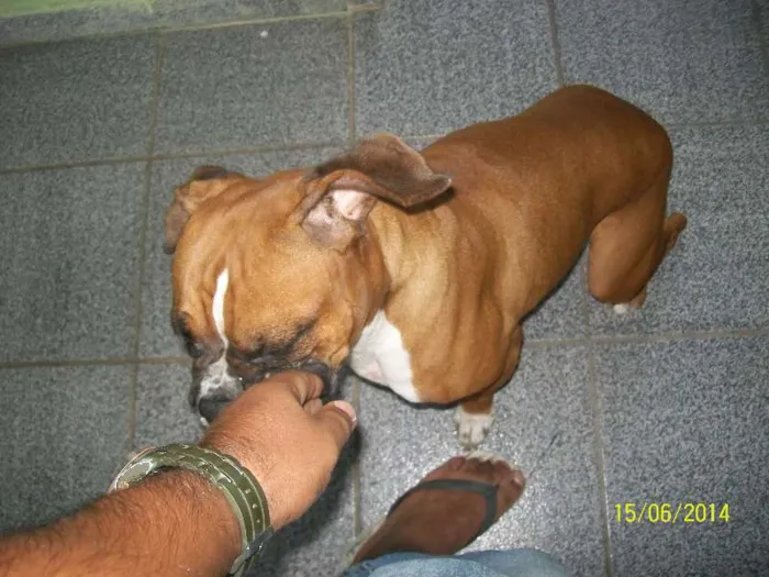 Cachorro ra a BOXER idade 3 anos nome NINA