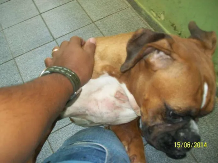 Cachorro ra a BOXER idade 3 anos nome NINA