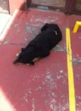 ROTT