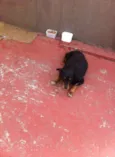 ROTT