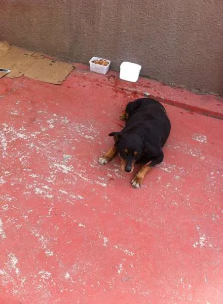 Cachorro ra a Rottweiler idade 6 ou mais anos nome ROTT