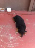 ROTT