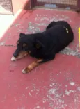 ROTT